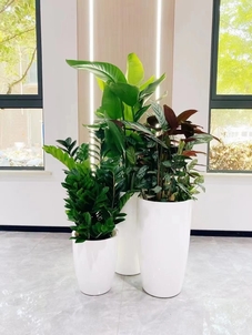 专业镇海植物租摆,给您别样的植物景观体验